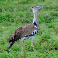 Kori Bustard